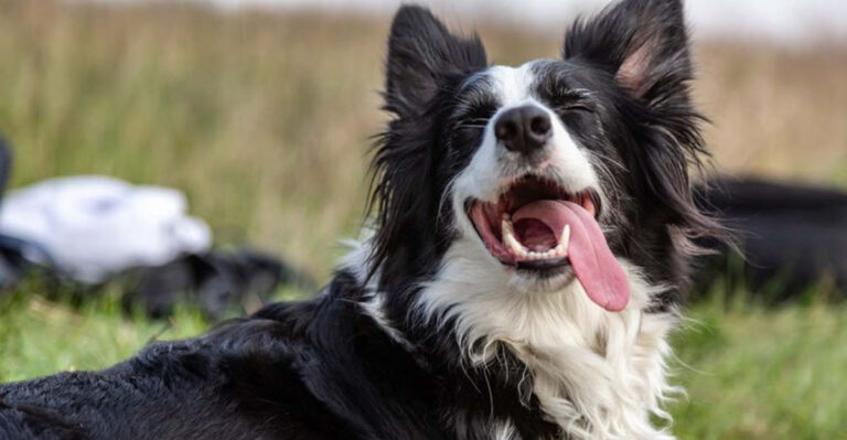 14 Ways To Keep Your Border Collie Happy, Healthy, And Active