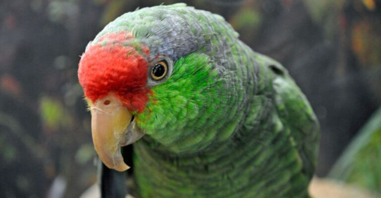 14 Weird Bird Phobias People Actually Suffer From