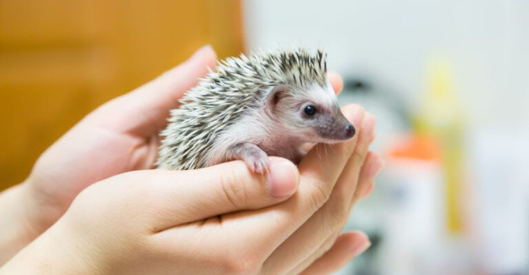 15 Adorable Reasons We’re Hardwired To Love Baby Animals