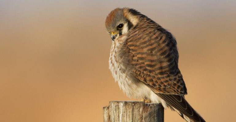 15 Alarming Reasons The American Kestrel Is Disappearing Across The U.S.