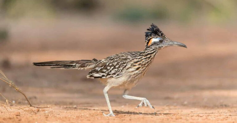 15 Amazing Animals Living In The U.S. Deserts