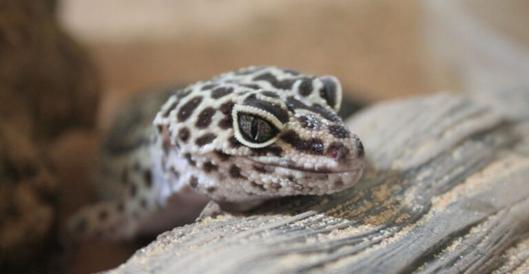 15 Amazing Creatures That Can Regrow Their Eyes