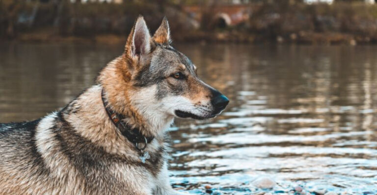 15 Amazing Facts About Hybrid Wolves: A Step In Evolution Or A Growing Threat?