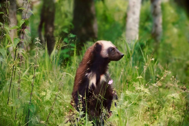 North American Wolverine