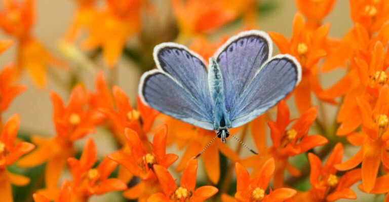 15 American Wildlife Species Quietly Disappearing From Forests
