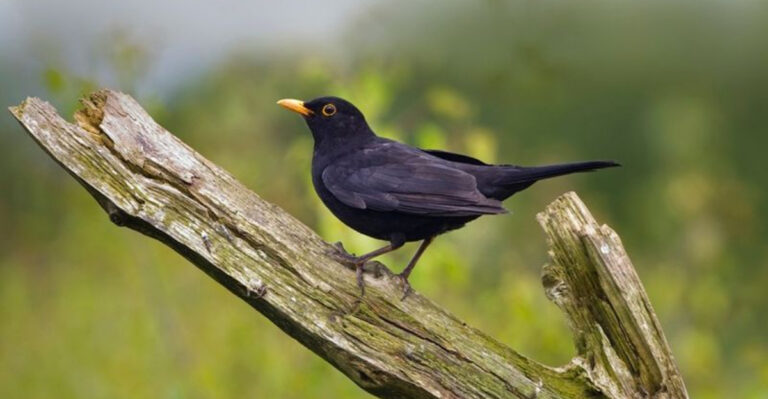 15 Animal Species That Have Shown Evolutionary Shifts In The Last 10 Years