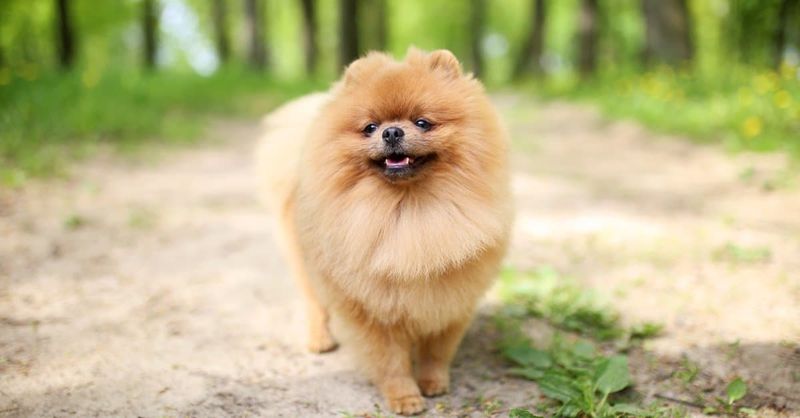 The Fluffy Cloud That Barks