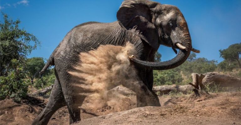 15 Animals That Are Obsessed With Staying Clean