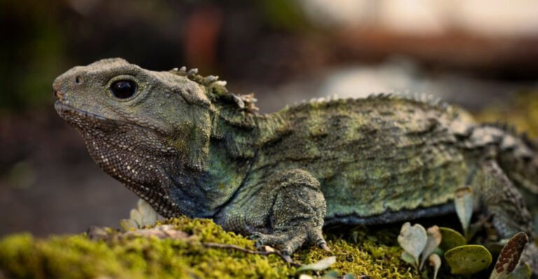15 Animals That Are Practically Unchanged Since The Dinosaur Age