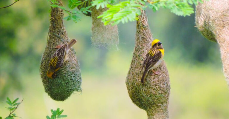 15 Animals That Build Homes In The Weirdest Places