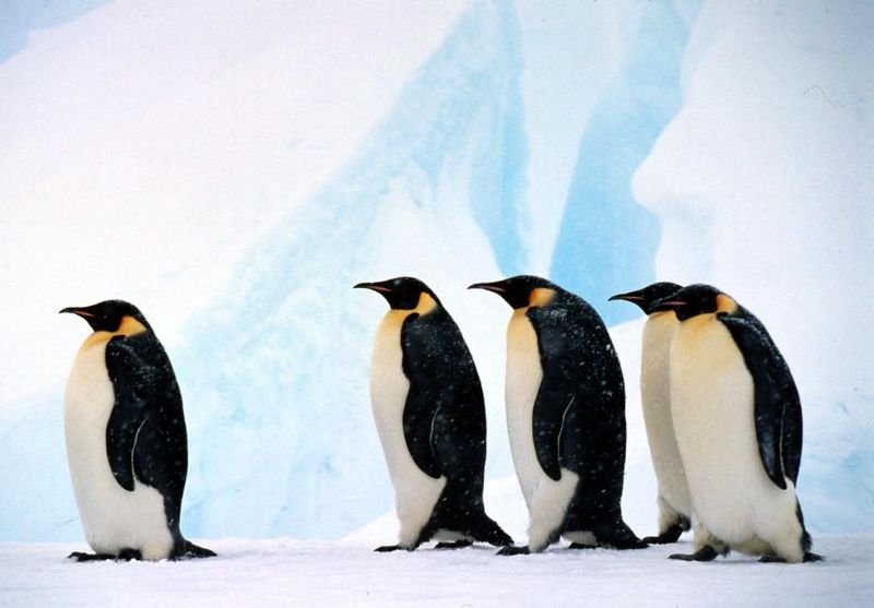 Emperor Penguin