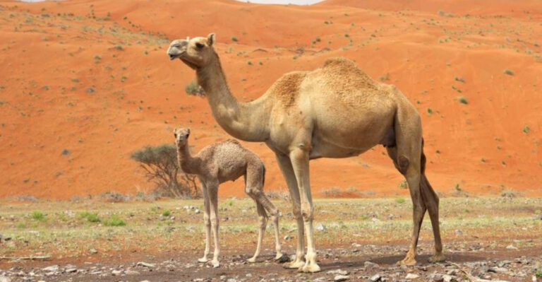 15 Animals That Can Endure Long Periods Without Food