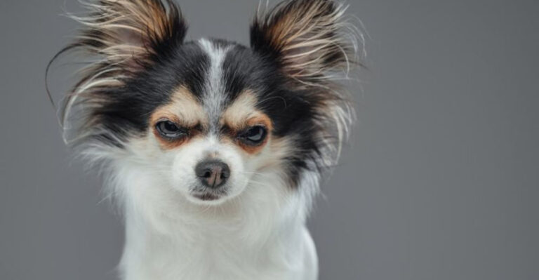 15 Animals That Can Hold A Grudge According To Psychologists