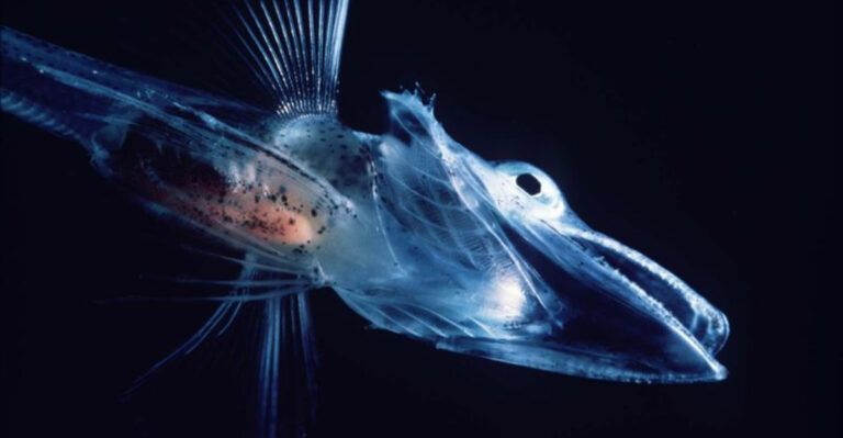15 Animals That Don’t Need The Sun To Survive