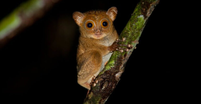 15 Animals With The Best Night Vision