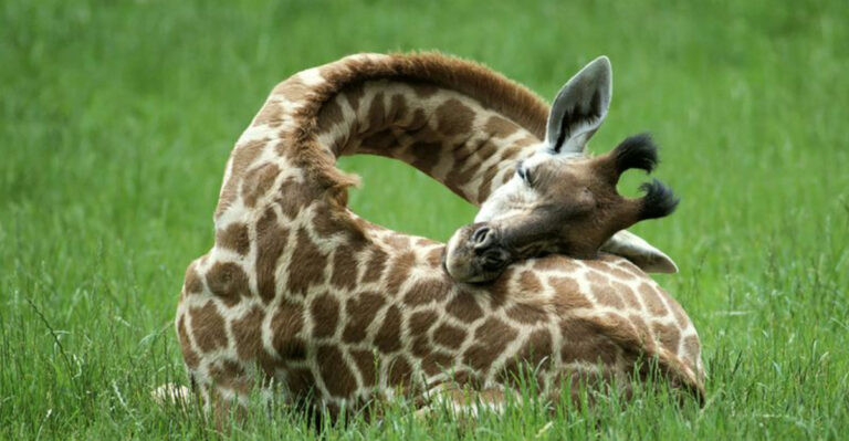 15 Animals With The Strangest Sleeping Habits