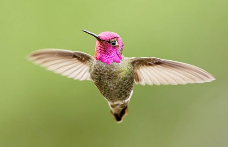 Anna's Hummingbird
