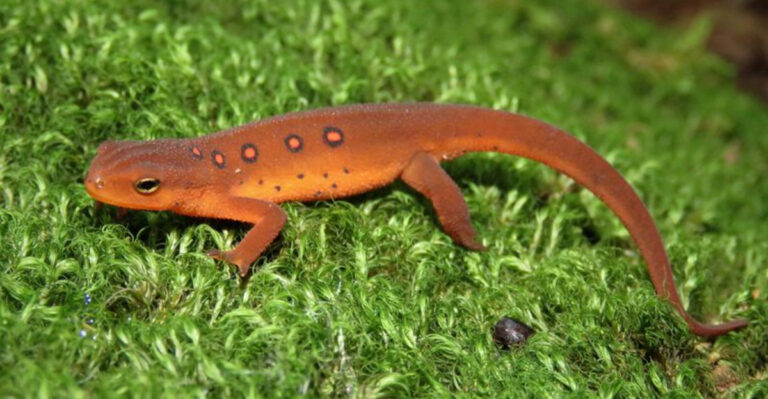 15 Beginner Friendly Amphibians That Make Great Pets