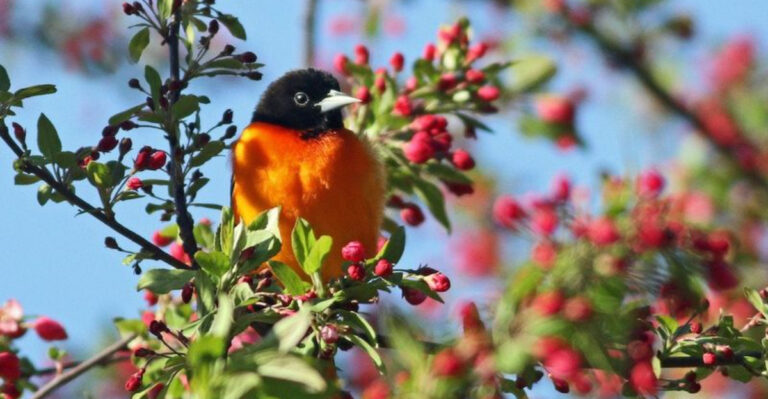 15 Best Ways To Attract Beautiful Orioles To Your Yard
