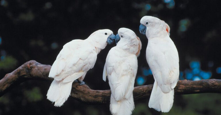 14 Birds That Demand A Lot Of Social Interaction
