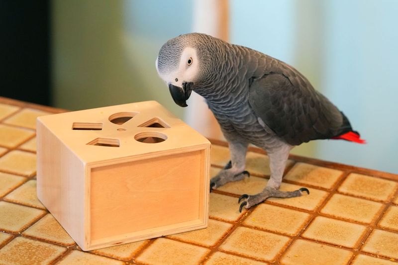 Grey Parrot