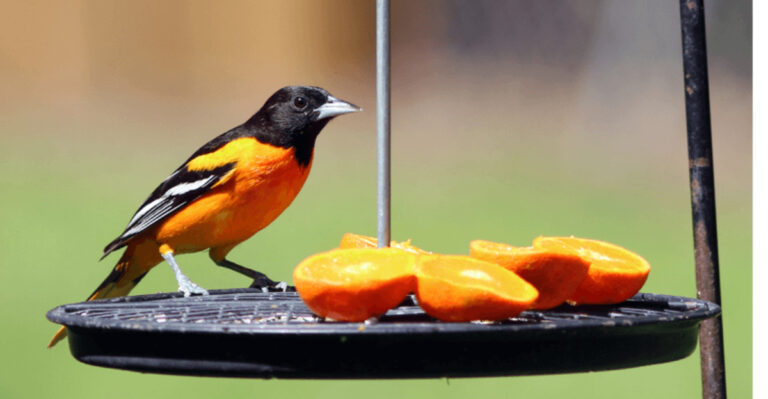 15 Birds That Vanish When Your Feeder Needs Cleaning