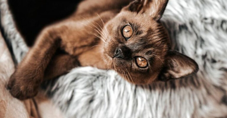 15 Cat Breeds That Are Quiet And Rarely Meow