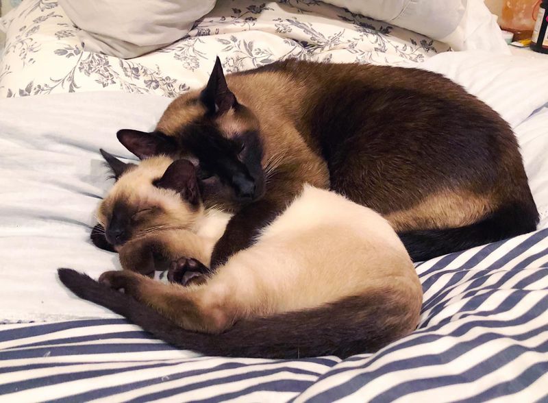 Siamese