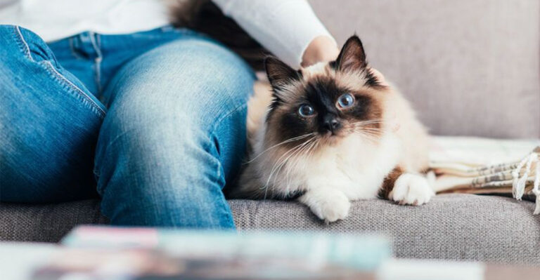 15 Cat Breeds That Love Cuddles On Their Terms