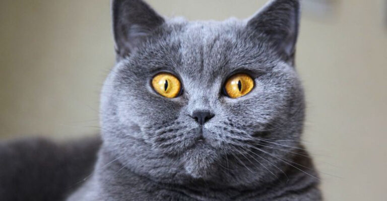 15 Cat Breeds With Adorably Big Eyes