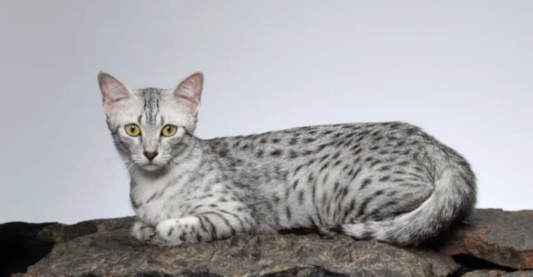 15 Cat Breeds With Origins As Fascinating As Their Looks