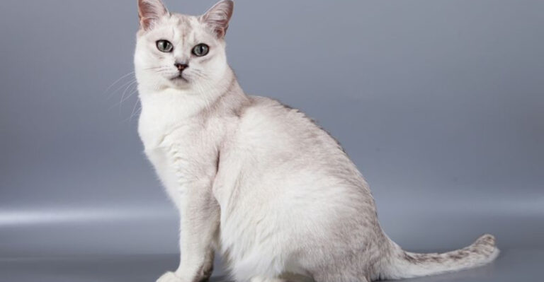 15 Cat Breeds With The Highest IQ