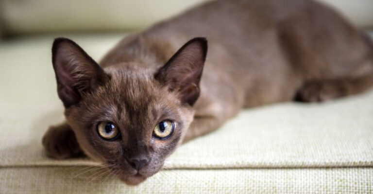 15 Cats That Follow You Everywhere Like A Shadow