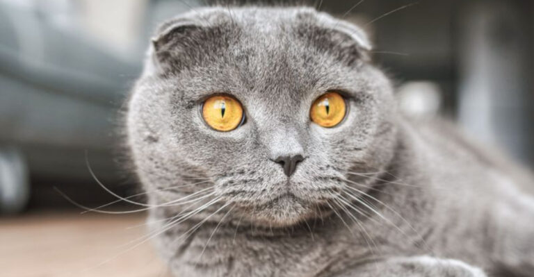 15 Cats That Have The Most Stunning Eye Colors