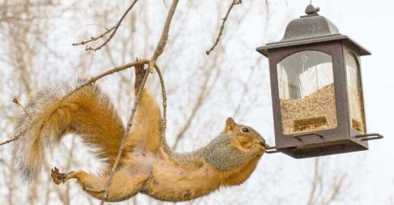15 Clever Tricks To Keep Squirrels Away From Bird Seed