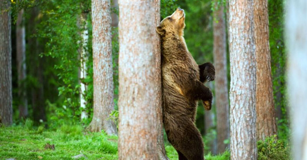 15 Clever Ways Animals Mark Their - 15 Clever Ways Animals Mark Their Territory 1080x562 