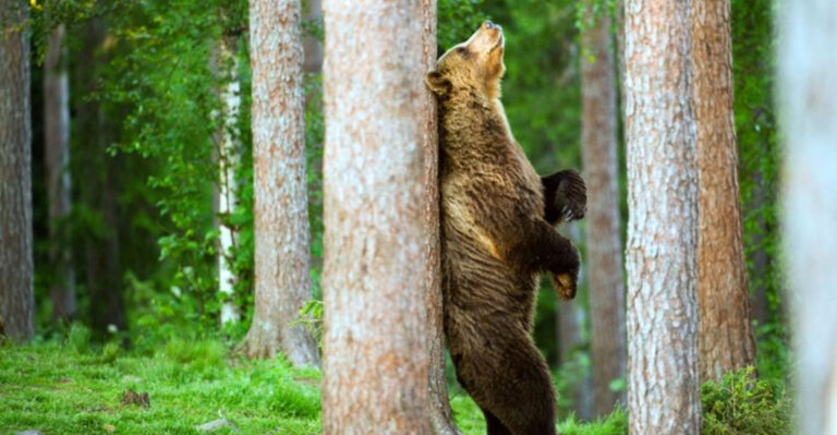 15 Clever Ways Animals Mark Their Territory