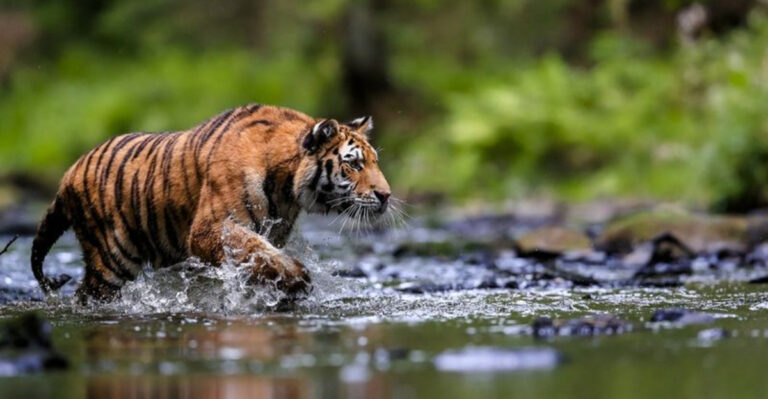 15 Clever Ways Big Cats Know Exactly When To Hunt