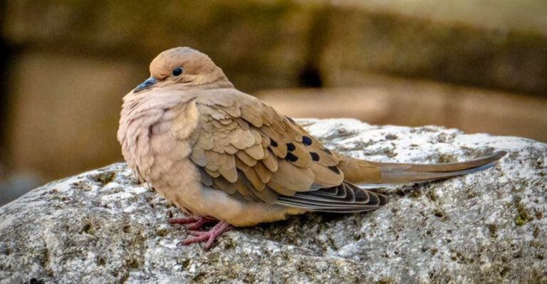 15 Clever Ways Birds Communicate Without Making A Sound
