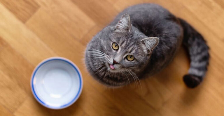 15 Clever Ways Cats Outsmart Their Owners