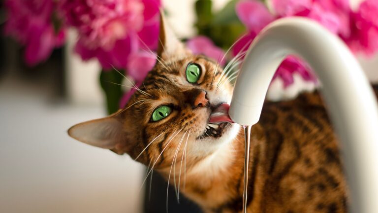15 Creative Tricks To Keep Your Cat Hydrated Without The Drama