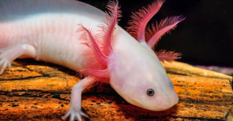 15 Creatures That Can Pause Their Own Aging