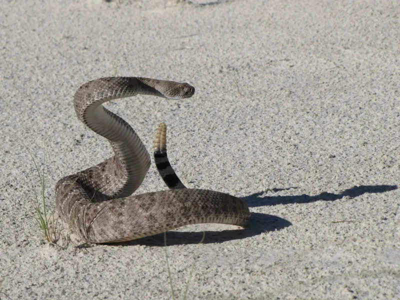 Western Diamondback Rattlesnake