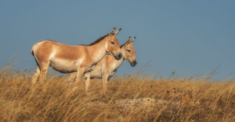 15 Creatures You Won’t Believe Are So Much Like Horses