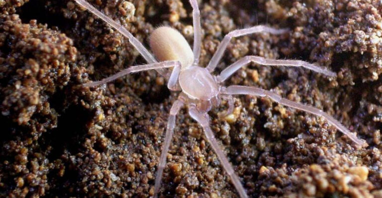 15 Creepiest Creatures Lurking Beneath The Earth’s Surface