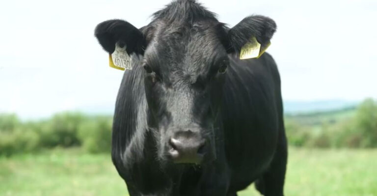 15 Dairy Cow Breeds Every Farmer Should Know
