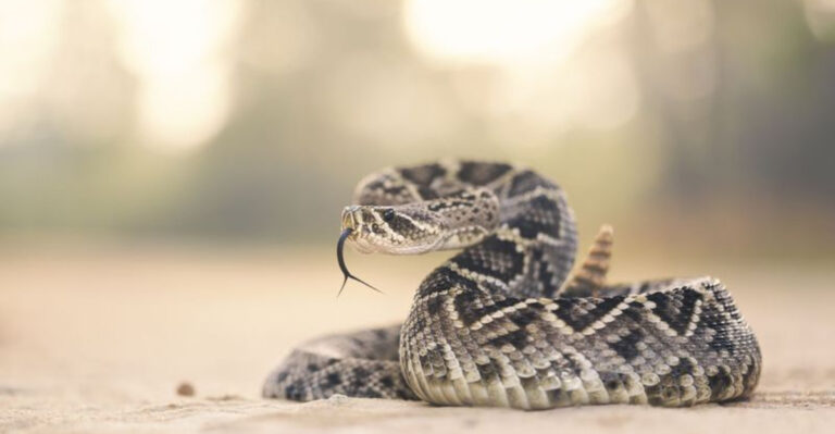 15 Deadliest Creatures Roaming West Virginia