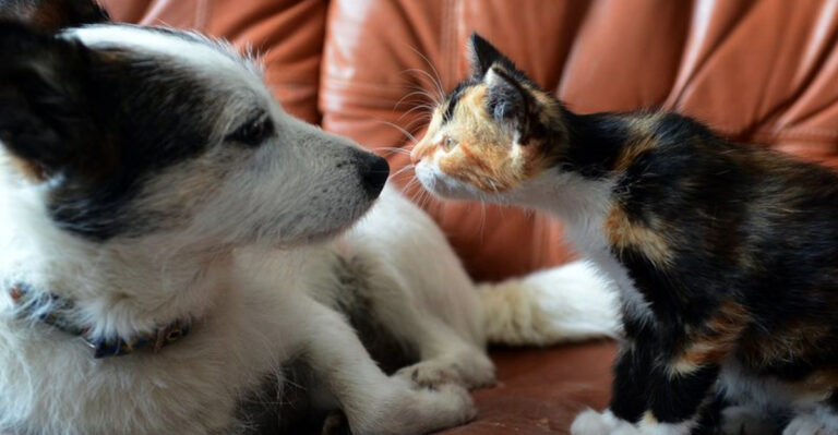 15 Differences Between Dog People And Cat People