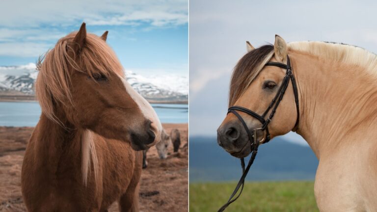 15 Differences Between The Icelandic Horse And The Fjord Horse