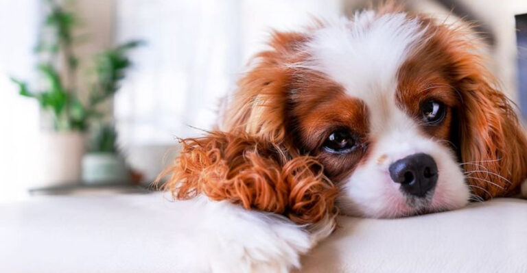 15 Dog Breeds I’d Never Pick And 3 I’d Always Choose
